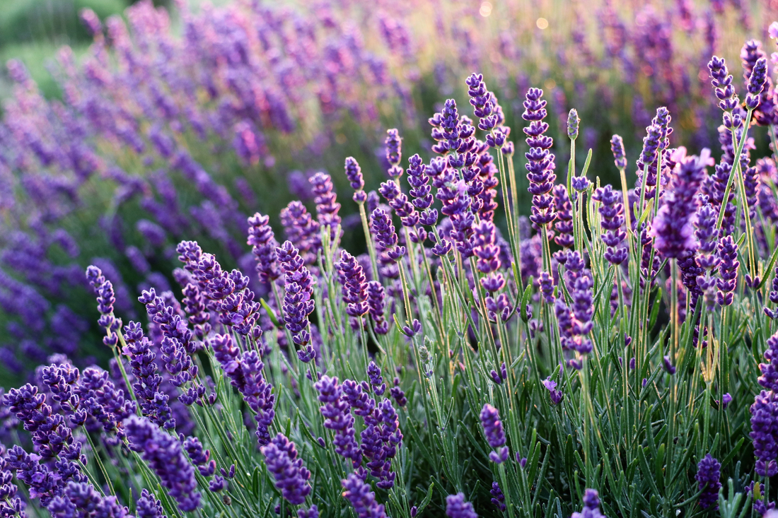 The Power of Lavender: 5 Ways it Enhances Your Skincare Routine