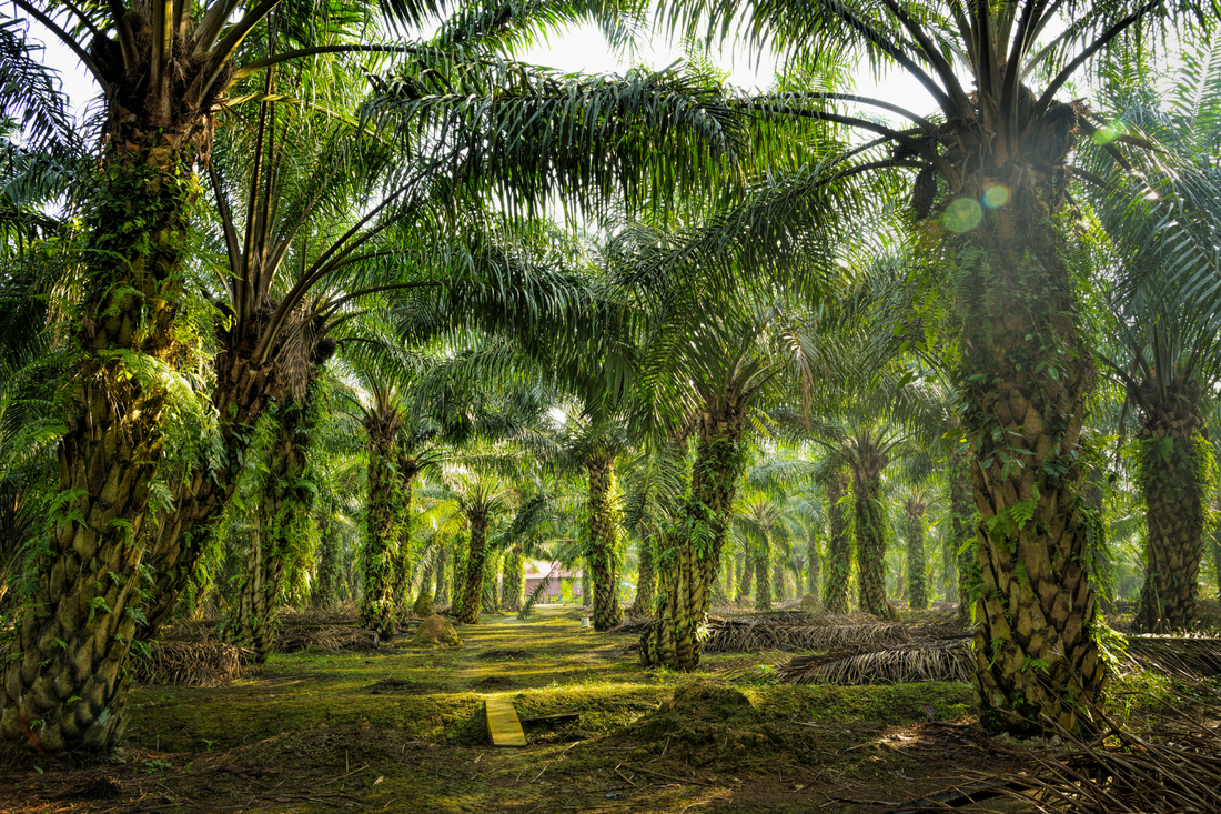 A Palm Oil Plantation
